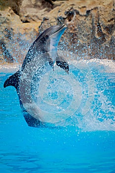 Funny dolphin jumping