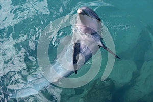 Funny Dolphin motivation aquatic