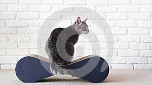 Funny domestic cat playing with cat scratcher at home