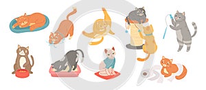 Funny domestic cats. Cute felines, kitten in litter box and playful cat stretching, sleeping and eating. Cartoon vector