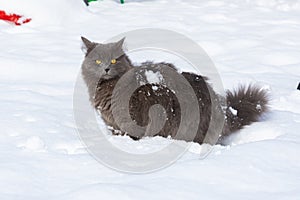 A funny domestic dark gray cat stands in a snowdrift