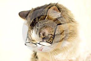 Funny domestic fluffy cat in glasses looks down with displeasure