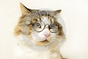 Funny domestic fluffy cat in round glasses looks unhappily to the side, on a light background photo