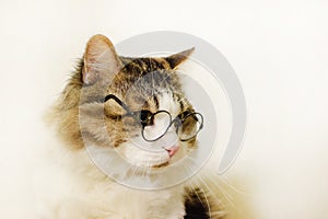 Funny domestic fluffy cat in round glasses looks unhappily to the side, on a light background