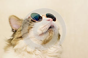 Funny domestic fluffy cat in sunglasses looks up photo