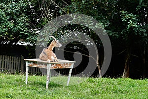 funny domestic goat, Capra aegagrus hircus, lying on a table