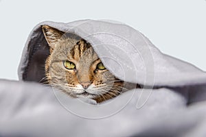 Funny domestic tabby cat lying on couch under plaid on white background. Kitten resting keeping warm hiding under