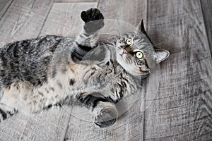 Funny domestic tabby grey cat playing on wooden flor