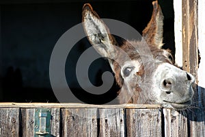 Funny Donkey