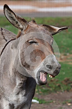 Funny Donkey