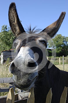 Funny donkey