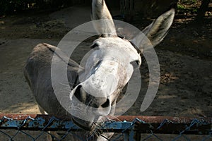 Funny Donkey