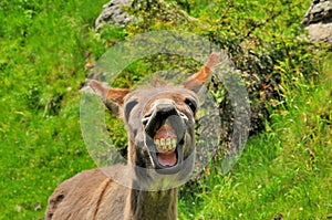 Funny donkey