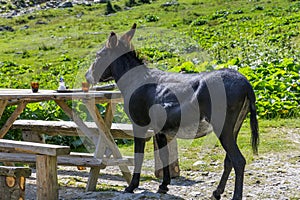 Funny donkey drinking coffee on a rustic wooden table.