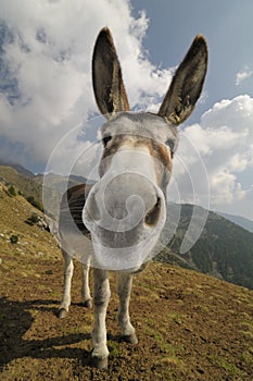 Funny Donkey, Equus africanus asinus