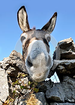 Funny donkey face