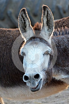 Funny donkey face photo