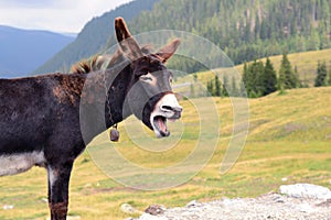 Funny donkey laughing