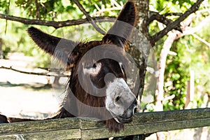 Funny donkey leaning over the fence