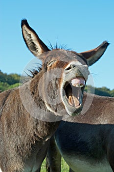 Funny donkey