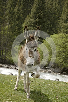 Funny donkey near river in Tien Shan