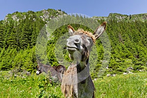 Funny donkey portrait