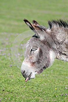 Funny donkey puts out a tongue