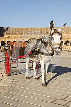 Funny donkey resting in Plaza de EspaÃ±a, Seville