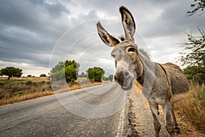 Funny donkey on road - generated by ai