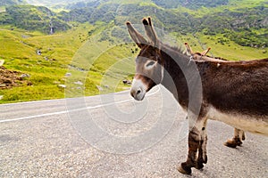 Funny donkey on road