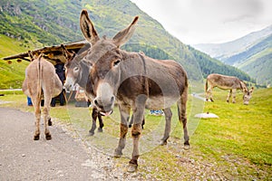 Funny donkey on Transfagarasan Road