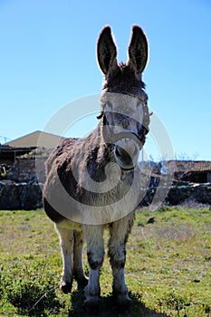 Funny donkey in the village