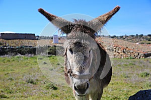 Funny donkey in the village