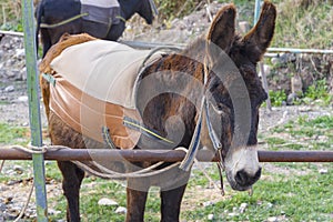 Funny donkeys on the farm, the island of Cyprus