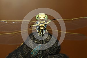 Funny dragonfly like a dictator