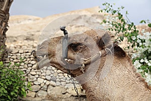 Funny Dromedary Camel in Jericho