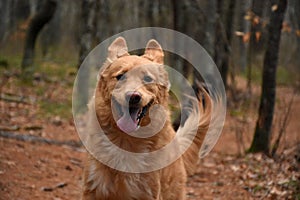Funny Duck Tolling Retriever Dog with Ears Up