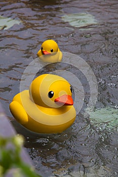 Funny duck toy in the blue clean pool background