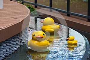 Funny duck toy in the blue clean pool background