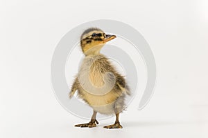 Funny duckling of a wild duck on a white background