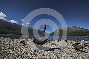 Funny ducks walking in New Zealand