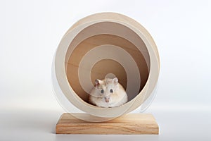 Funny dwarf hamster sits in a wooden wheel close-up, white background