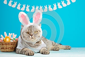 Funny Easter Bunny cat, cute with ears and Easter eggs. Easter background and composition