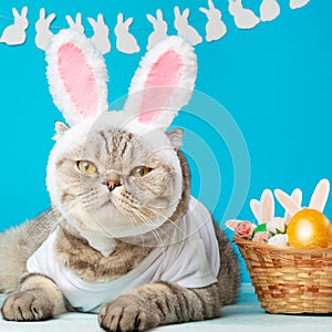 Funny Easter Bunny cat, cute with ears and Easter eggs. Easter background and composition