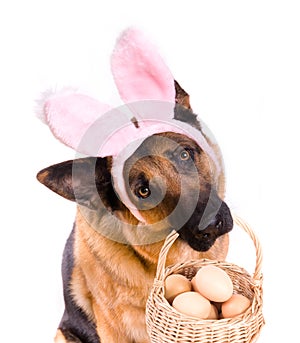 Funny Easter Dog With Basket