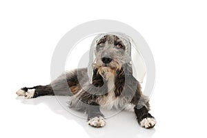 FUNNY EASTER DOG. BLACK PUPPY WEARING RABBIT EARS HAT. ISOLATED STUDIO SHOT AGAINST WHITE BACKGROUND