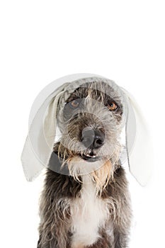 FUNNY EASTER DOG. BLACK PUREBRED PUPPY WEARING RABBIT EARS HAT. ISOLATED STUDIO SHOT AGAINST WHITE BACKGROUND