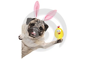 Funny easter pug dog with rabbit teeth, whiskers and ears holding up chicken