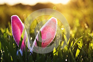 Funny Easter scene with a pair of pink Bunny ears sticking out of the lush green grass drenched in the Sunny warm spring sun