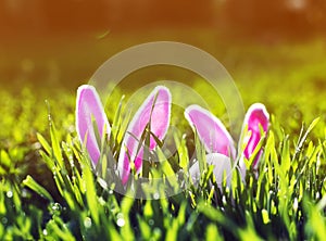 Funny Easter scene with a pair of toy rabbits with ears and a white egg peeking out of the green juicy grass in the spring meadow